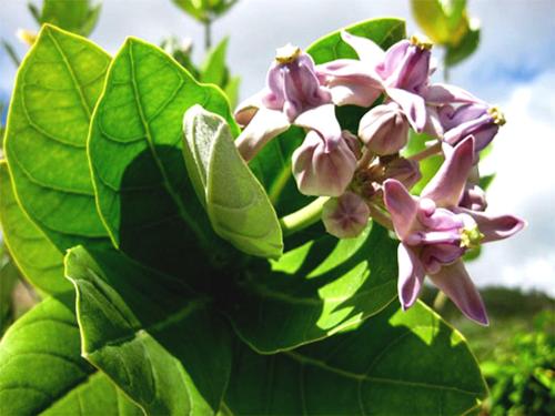 Loài hoa này mọc rất nhiều ven biển