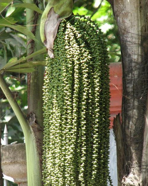 Khi bị ngứa bởi quả của đủng đỉnh, hãy dùng khăn khô hơ lửa nóng, lau đều và không được gãi.