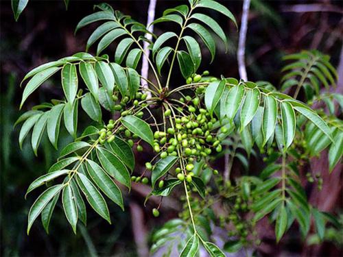 Chữa lở sơn cần tránh rửa nước lã, tránh gãi hoặc chà xát lên chỗ da bị tổn thương.