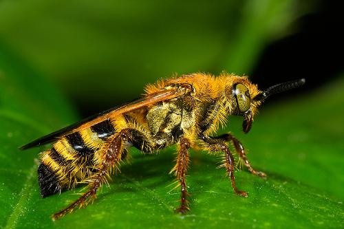 Nọc ong bắp cày Brazil có thể tấn công và tiêu diệt tế bào ung thư.