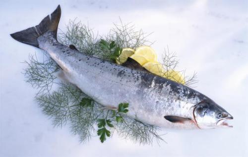 8 loai ca giau axit beo omega3 nhat2 17115593 8 loại cá rất giàu axit béo omega 3 nhất