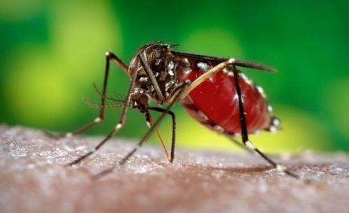 Muỗi chính là trung gian gây bệnh Viêm não Nhật Bản