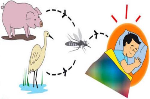 Heo và chim được xem 2 nguồn lây bệnh chính của bệnh Viêm não Nhật Bản