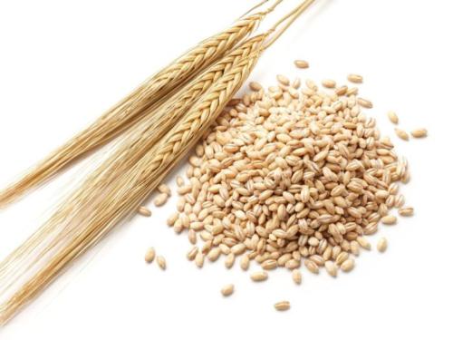 Lúa mạch là loại thực phẩm rất tốt cho người bị viêm đại tràng