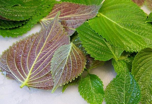 7 cach tri dut diem cam cum