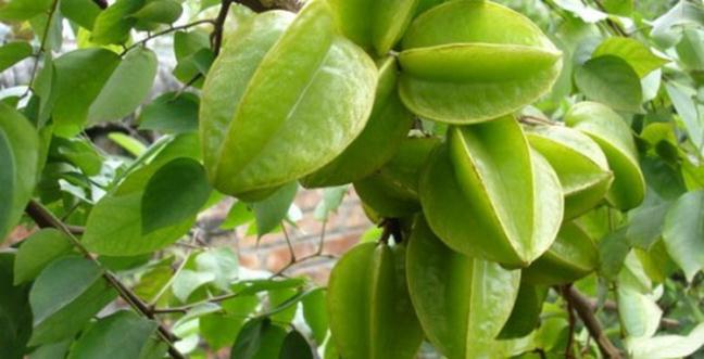 Co the ban chua biet loi ich suc khoe tuyet voi cua KHE?