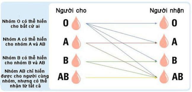Nghien cuu dot pha co the cuu mang hang trieu nguoi: 2 nguoi co NHOM MAU bat ky co the truyen mau cho nhau 
