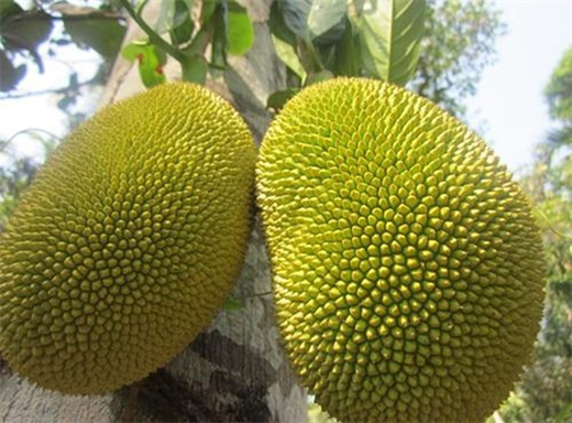 Tuyet doi khong bay len ban tho nhung loai trai cay nay dip Tet keo 'kinh dong thanh than'