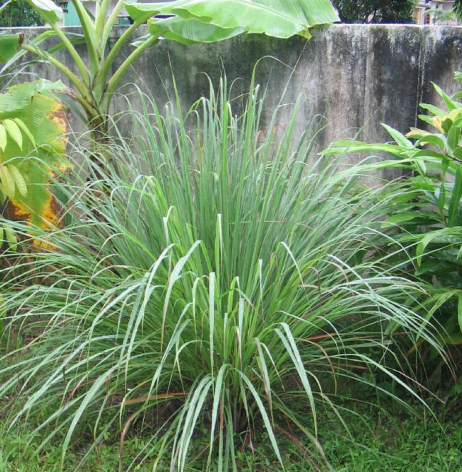 Nha nhieu muoi, chi can lam cach nay la khong con mot bong muoi nao