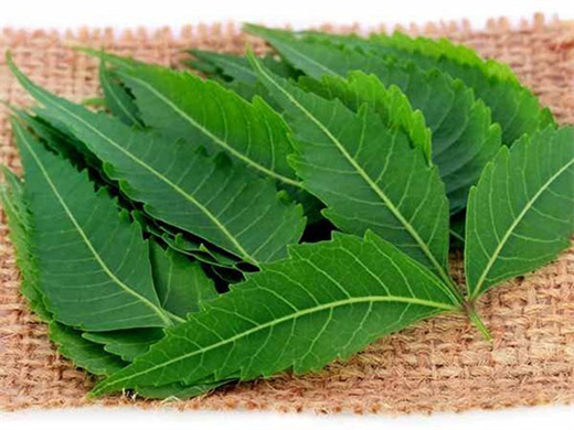 Nhung loai la dung de tam cuc tot cho nguoi mac thuy dau