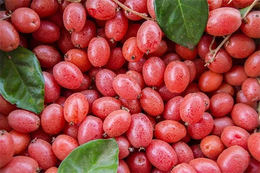 Nhung nguyen lieu re beo tri giun san hieu qua ma khong can dung thuoc