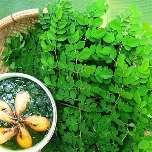 Tac dung ''than ky'' cua rau chum ngay, ngan ngua ca ung thu