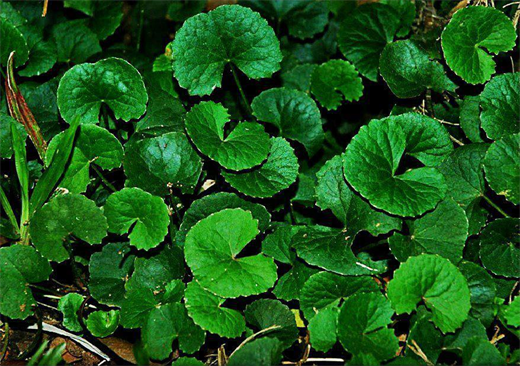 Những loại RAU DẠI quý như thuốc Nhung loai RAU DAI quy nhu thuoc