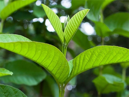 Nhung cach chua sau rang tai nha voi nguyen lieu re beo nhung hieu qua tuc thi