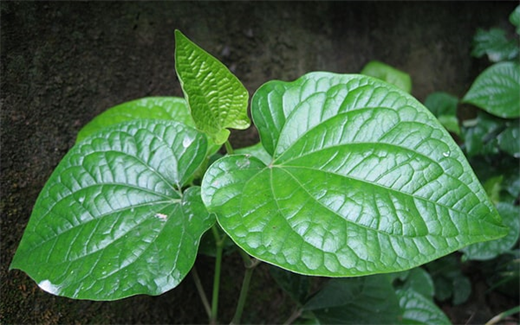 Nhung cach chua sau rang tai nha voi nguyen lieu re beo nhung hieu qua tuc thi