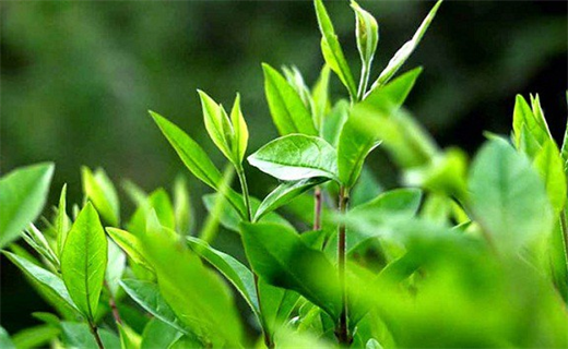 Nhung cach chua sau rang tai nha voi nguyen lieu re beo nhung hieu qua tuc thi