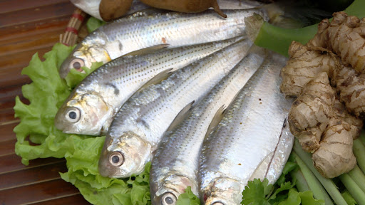 10 loại cá siêu tốt cho sức khỏe đừng quên bổ sung ngay vào thực