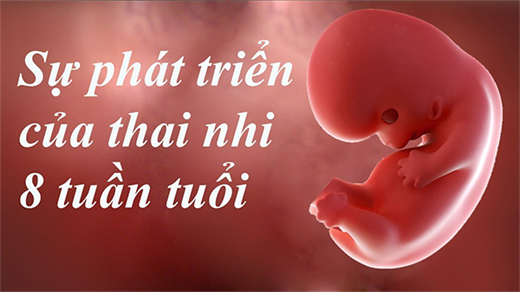 Thai nhi tuan 8 phat trien nhu the nao?