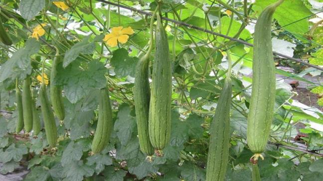Qua muop, than duoc bo nao, dep da, phong benh tim mach, ngan ngua tieu duong,…