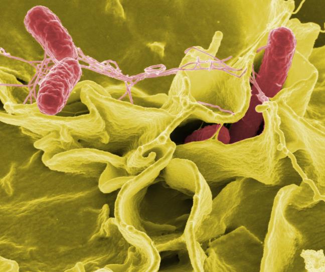 Vi khuan Salmonella gay tu vong o Nha Trang: Cach phat hien thuc pham co nguy co ngo doc 