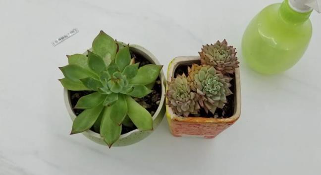 Dung de 4 mon nay tren ban tra, nho dan nguoi nha bo di som 