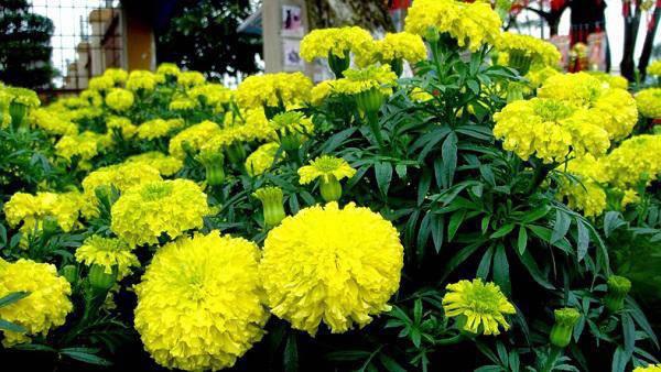 Cach duoi muoi tot nhat trong mua he