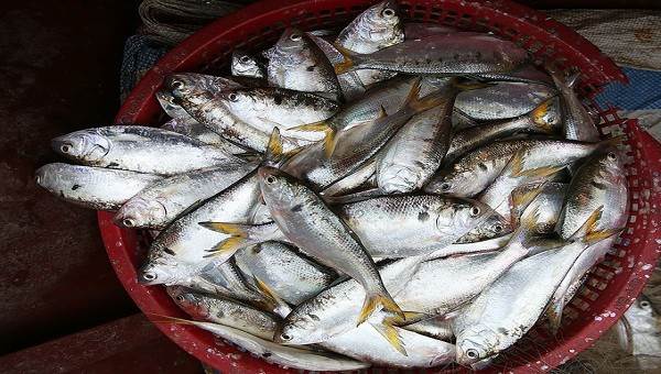 Muon tang cuong omega-3 tu nhien, cho bo qua 4 loai ca nay