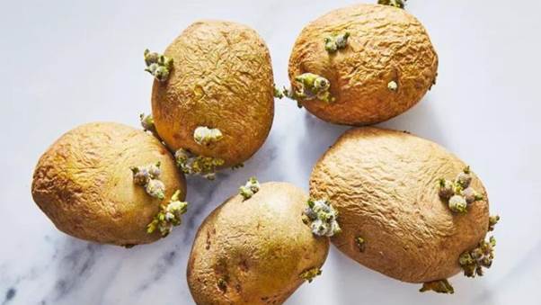 4 loai rau cu duoc canh bao co chua doc to, khi an can so che that ky