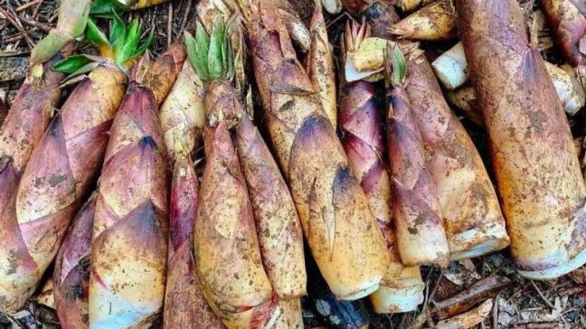 Mang vau luoc hot ran ran tren mang xa hoi, chuyen gia khuyen cao khi an, hay chu y hon den 4 diem nay