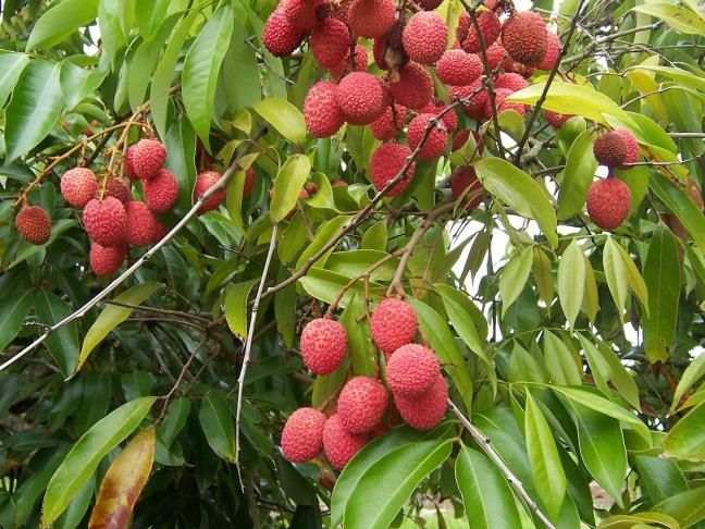 An qua vai tot cho suc khoe, nhung co 2 nhom nguoi can than trong khi an