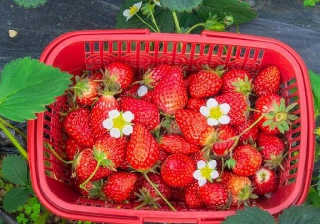 3 loai trai cay co du luong thuoc tru sau cao, an chung ma khong rua sach co the dan den ngo doc