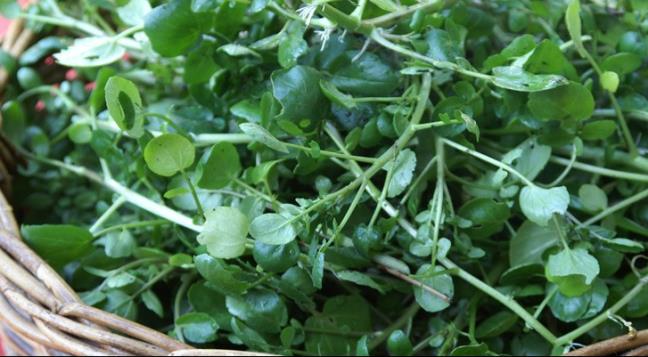 7 loai rau it calo: Cong cu ho tro giam can giup ban lay lai voc dang de dang