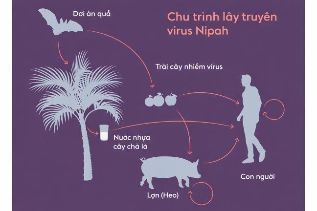 Virus Nipah la gi ma ti le tu vong len den 75%, Bo Y te dua thong bao ve khuyen cao phong chong dich