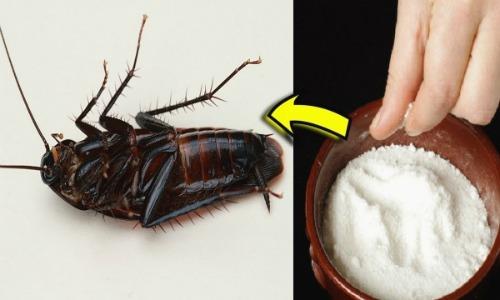 Don nha don Tet, kiem tra nhung ngoc ngach ma gian thich an nau va lam sach chung that ky luong