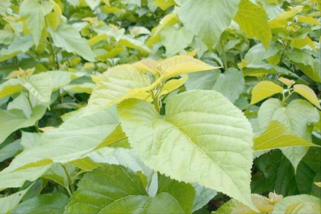 La dau tam - loai insulin tu nhien ma nhieu nguoi khong biet