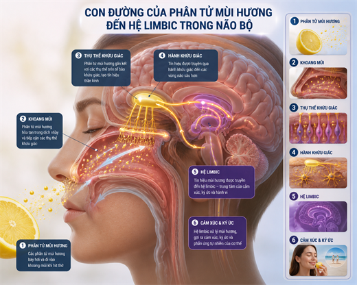 Khi dau oc qua tai va mat tap trung, hay ngui vo chanh de thay thay doi ky dieu!